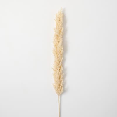 Sullivans Artificial Dried Tall Ecru-Hue Plume 43"H Off-White - 3"L x 2"W x 43"H
