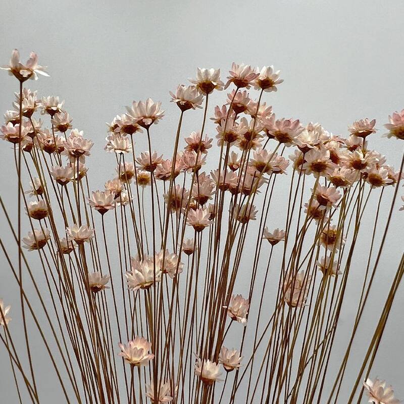 Bundle of 4 Preserved Little Star Flower,16-20" long - 16-22 inch
