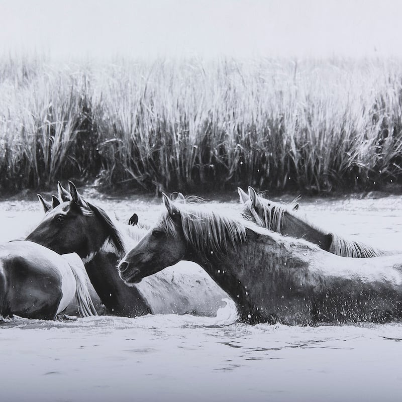 Water Horses III Framed Art Print