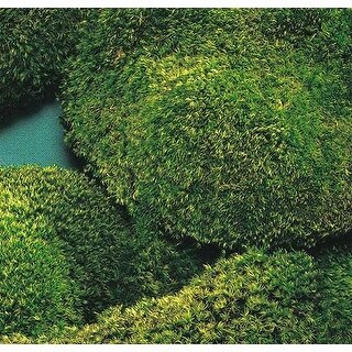 Mood Moss - Natural Green 1 lb bag / 3 lb (1.6 cu ft) case -- 3lb bulk ...