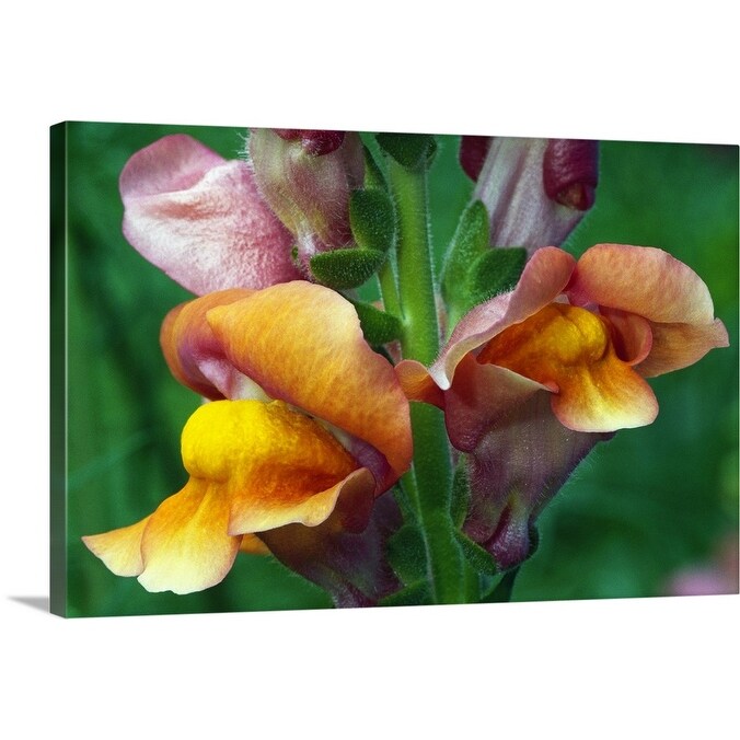 Shop Snapdragon Flowers Antirrhinum Majus Blooming Close Up Canvas Wall Art Overstock 16883922