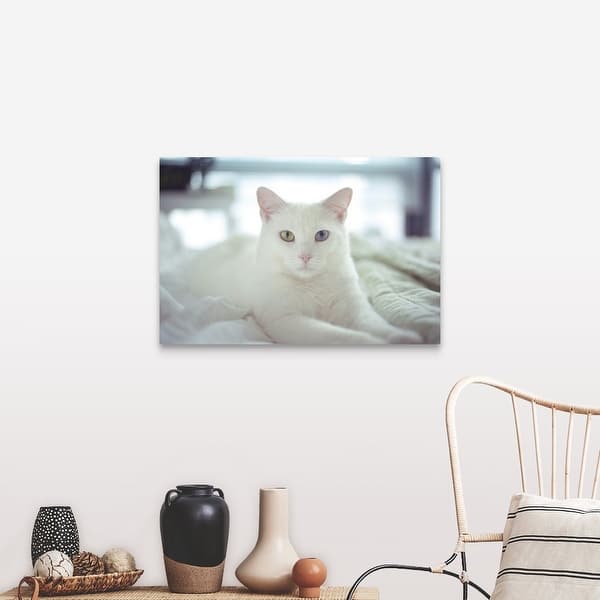 Shop White Cat Laying With Two Different Colored Eyes On Bed