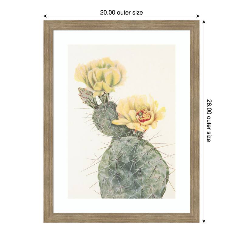 Missouri Prickly Pear From North American Wildflowers (1925) by Mary Vaux Walcott Wood Framed Wall Art Print