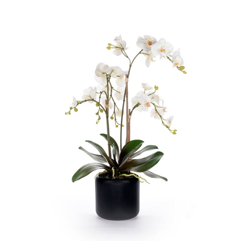 White Orchid Flower Arrangement in Black Pot