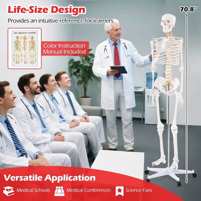 Costway 70.8" Life Size Human Skeleton Model Anatomical Skeleton with - as pic shows - See Details
