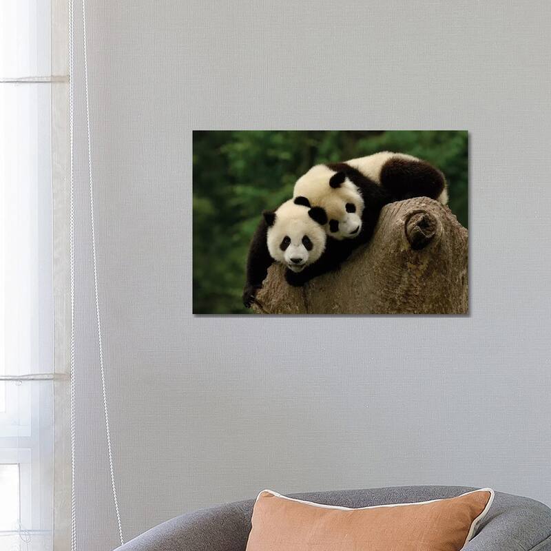 iCanvas "Giant Panda Babies, Conservation & Research Center For The Giant Panda, Wolong Reserve" by Pete Oxford Canvas Print - 18x26x1.5