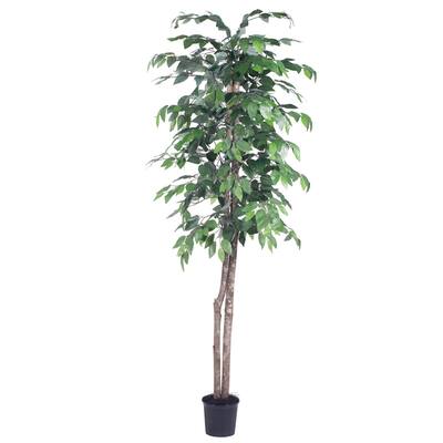 Vickerman 6' Artificial Ficus, Black Plastic Pot