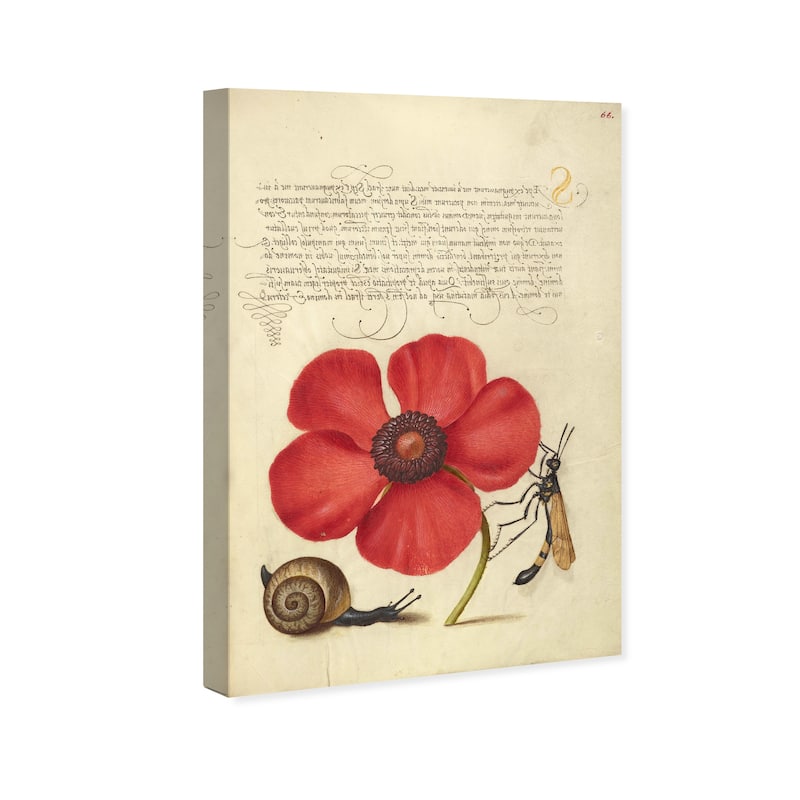 Wynwood Studio Canvas Floral and Botanical Hoefnagel - Terrestrial Mollusk Poppy Anemone and Crane Fly Wall Art Canvas Print