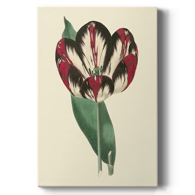 Antique Tulip IV Premium Gallery Wrapped Canvas - Ready to Hang