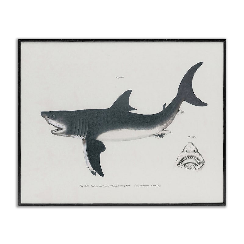 Stupell Detailed Shark Diagram Framed Giclee Art Design By Phillipa Katz - 30 x 24 - Black