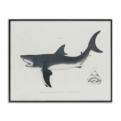 Stupell Detailed Shark Diagram Framed Giclee Art Design By Phillipa Katz