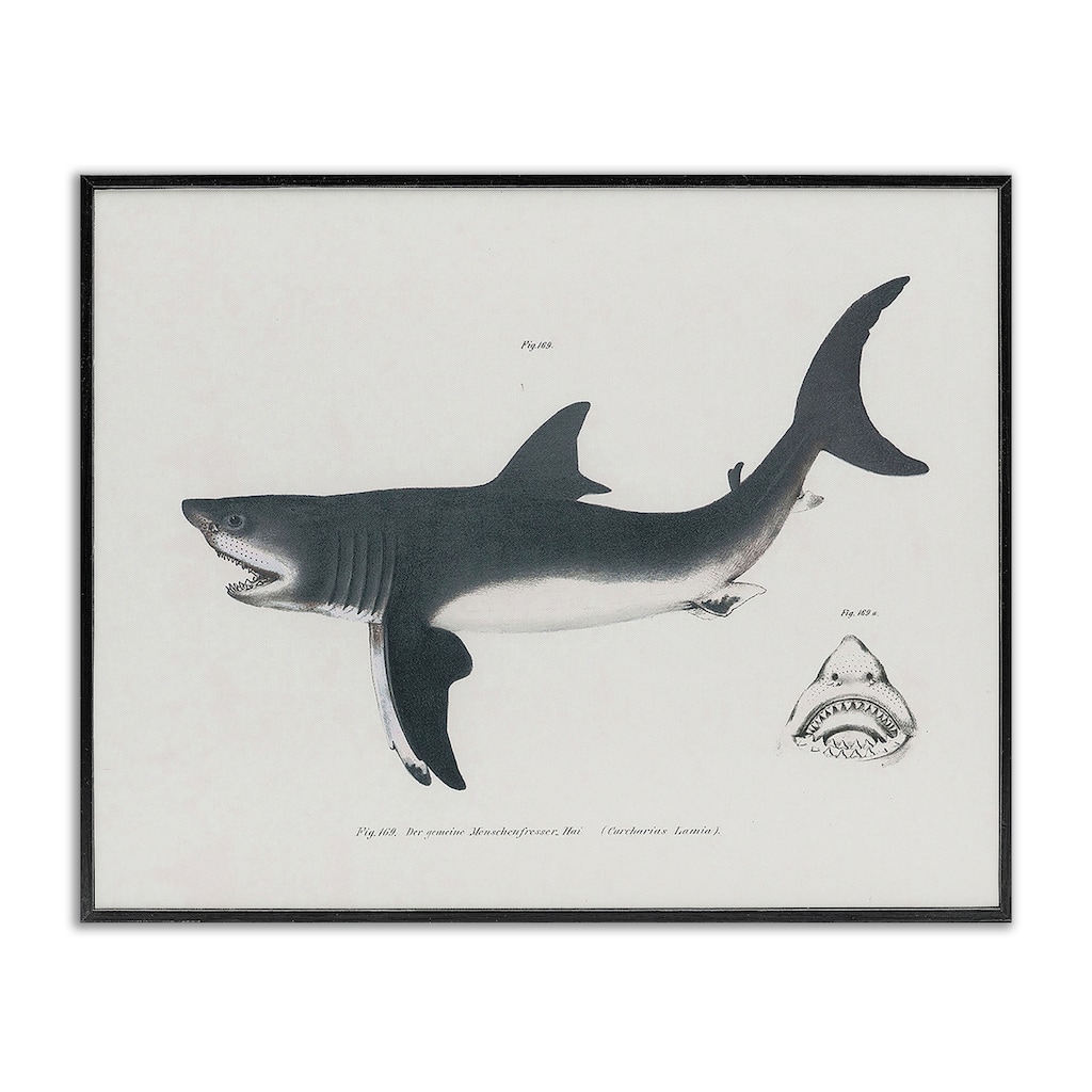 Stupell Detailed Shark Diagram Framed Giclee Art Design By Phillipa Katz