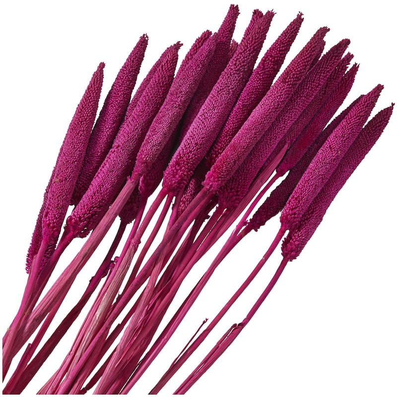 Dried Plant Bunny Tail Home Decor Natural Foliage - White, Red, Dark Brown, Orange, Green, Pink, Yellow - Roche River Decor