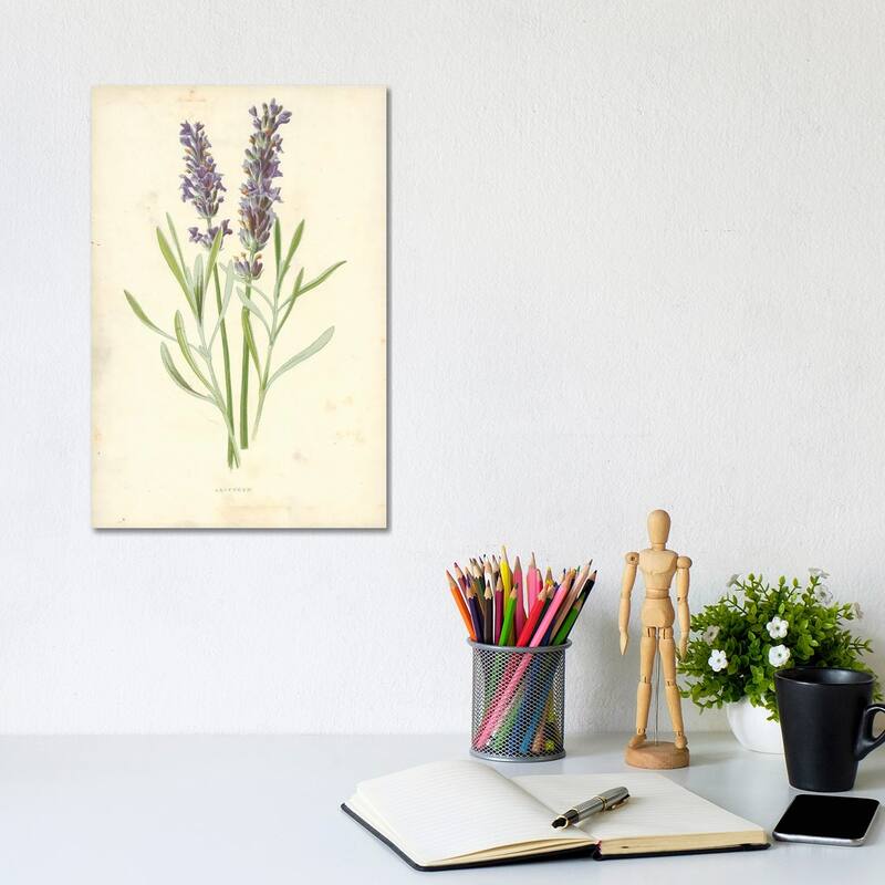 iCanvas "Lavender (Illustration From Familiar Garden Flowers, 1st Series)" by Frederick Edward Hulme Canvas Print - 12x8x0.75