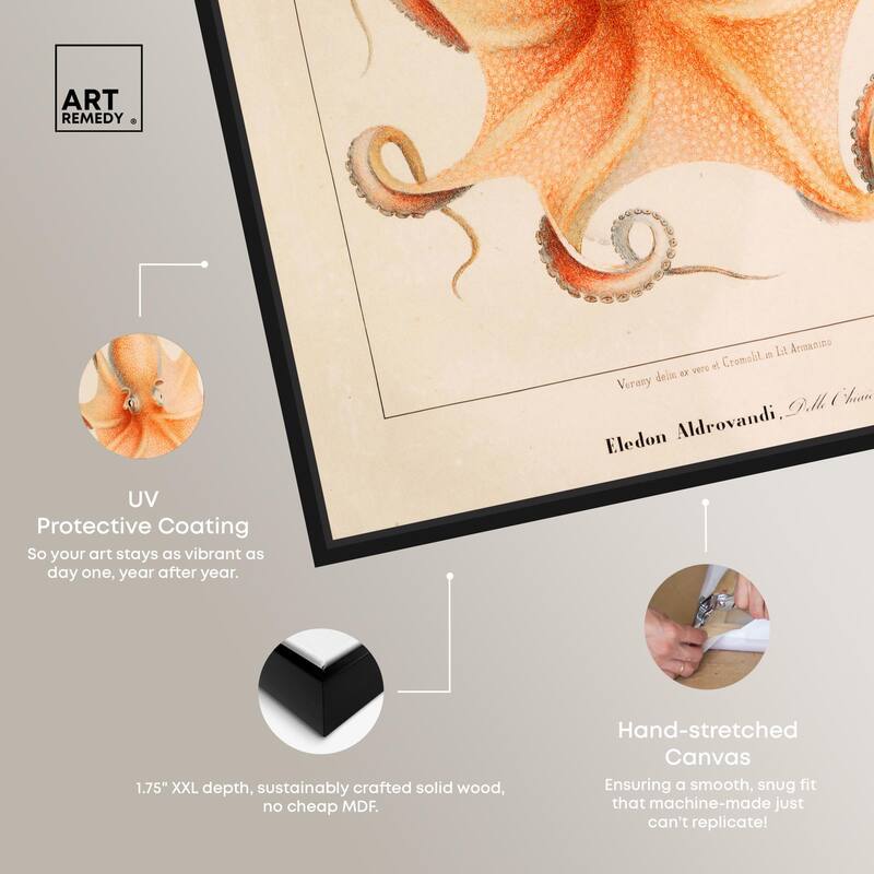 Verany The Octopus 1815 II Canvas by Art Remedy