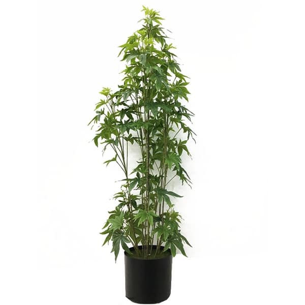 monkey plants Magic Mix Monkey Flower Seeds