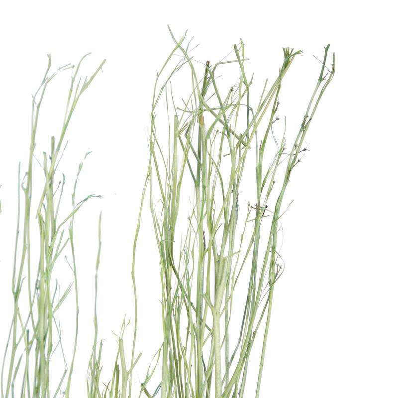 Multi colored, White Brown or Light Brown Dried Plant Pigeon pea Natural Foliage (Set of 2)