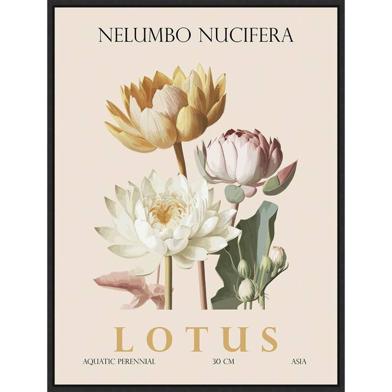 Vintage Botanical Lotus Illustration by Christopher Giampietro Framed Canvas Wall Art Print