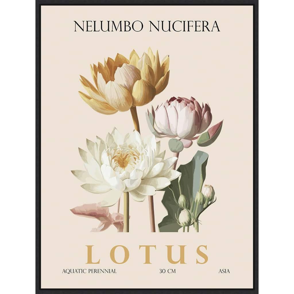 Vintage Botanical Lotus Illustration by Christopher Giampietro Framed Canvas Wall Art Print