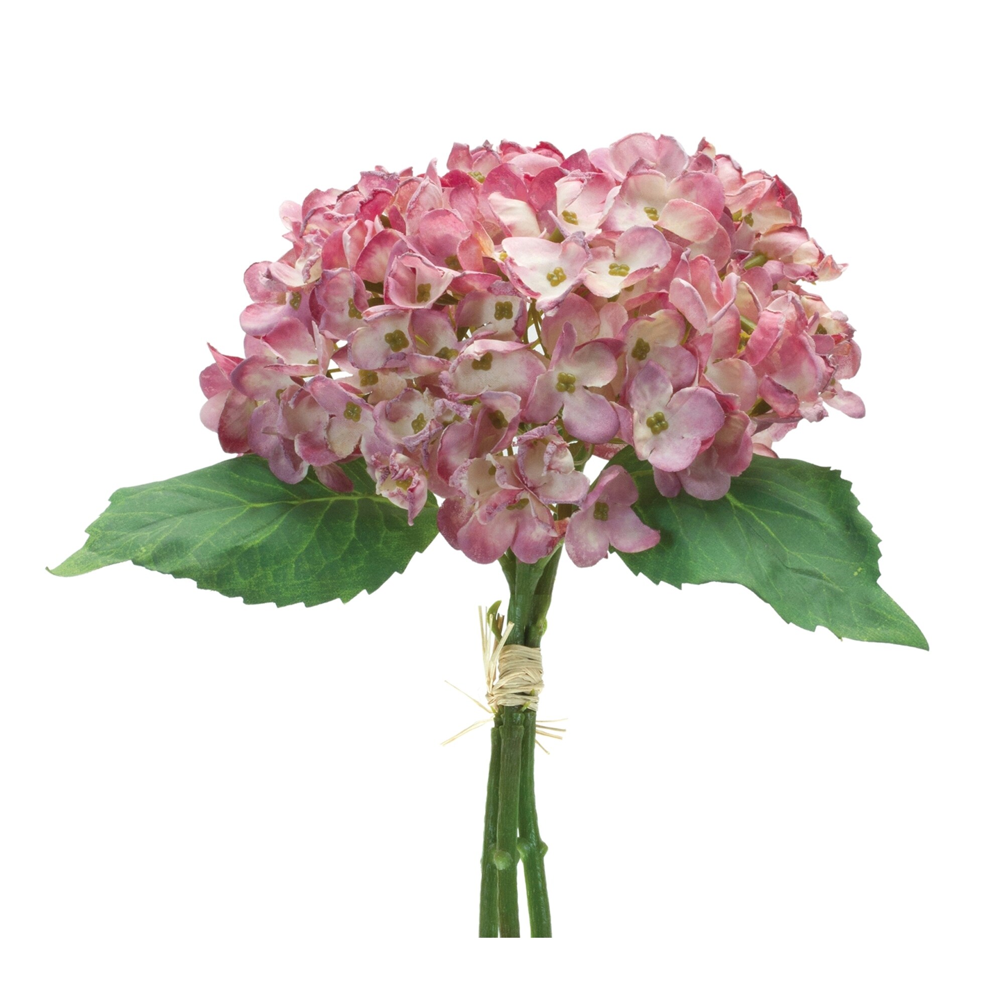 Hydrangea4937　0806 Lovely Lush Hydrangea in Shreveport LA - Colony House of Flowers