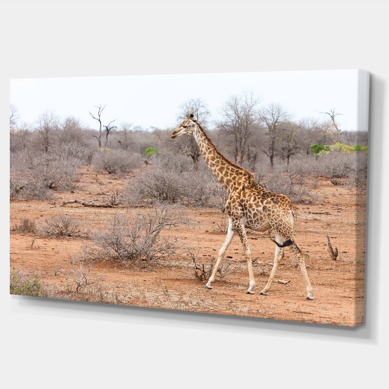Designart "Giraffe Walking through African Forest" Modern Animal Canvas Wall Artwork Print