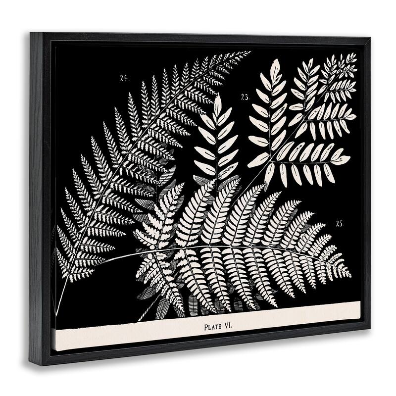 Stupell Fern Varieties on Black Framed Floater Canvas Wall Art Design By Phillipa Katz