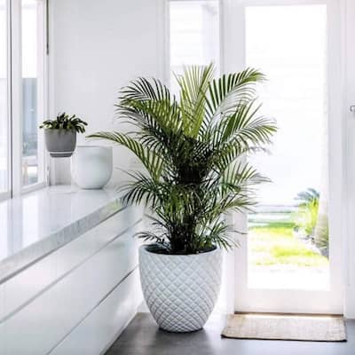 DreamPatio Irvine 1-Piece Fiberstone Pineapple Planter for Indoor/Outdoor
