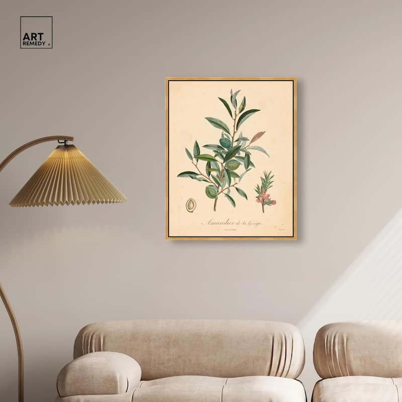 Almond of Georgia I Canvas by Art Remedy