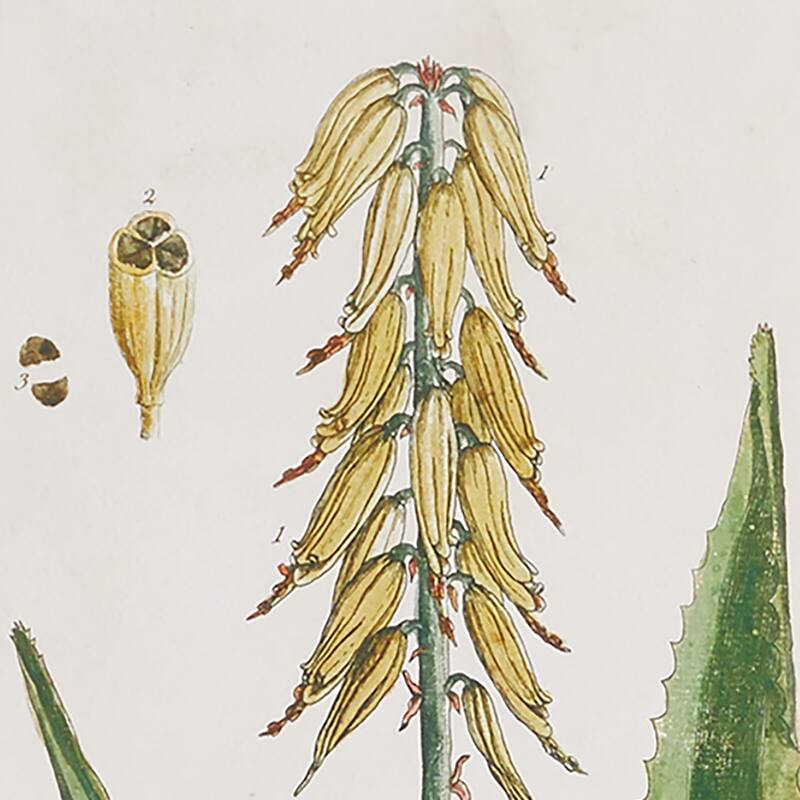 Vintage Botanical Study, Set Of 4