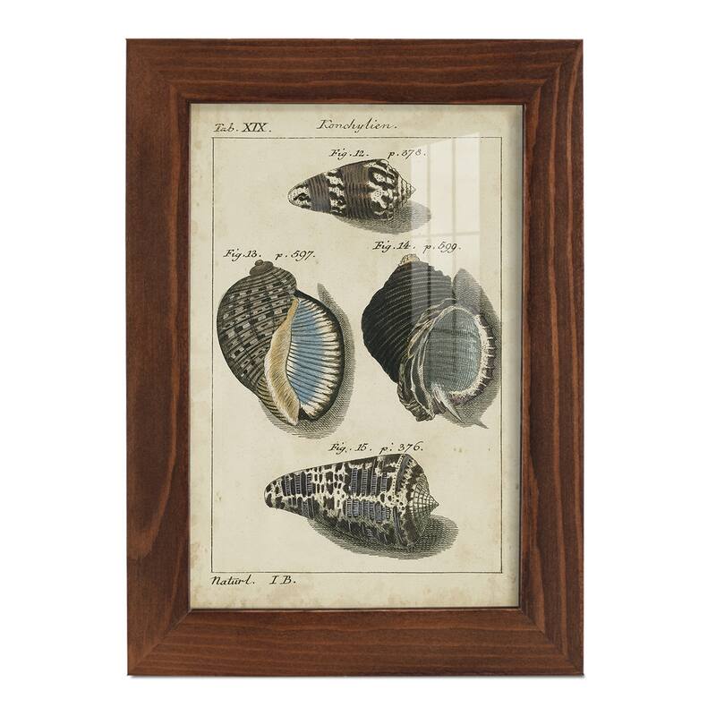 Vintage Shell Study III -Framed Print w/glass-Cherry Red