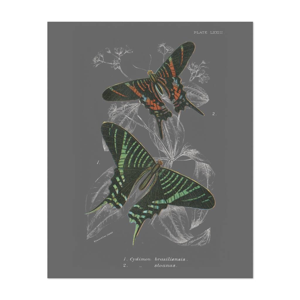 Lepidoptera II Illustrations Animals Butterfly Art Print/Poster