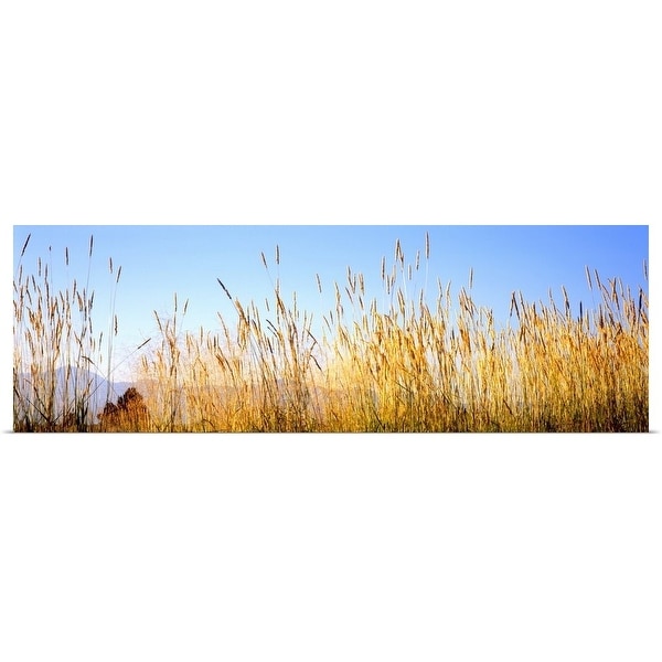 "Tall grass in a national park, Grand Teton National Park, Wyoming" Poster Print