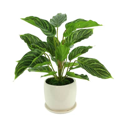 Rohdea Japonica Bush in a Ceramic Pot