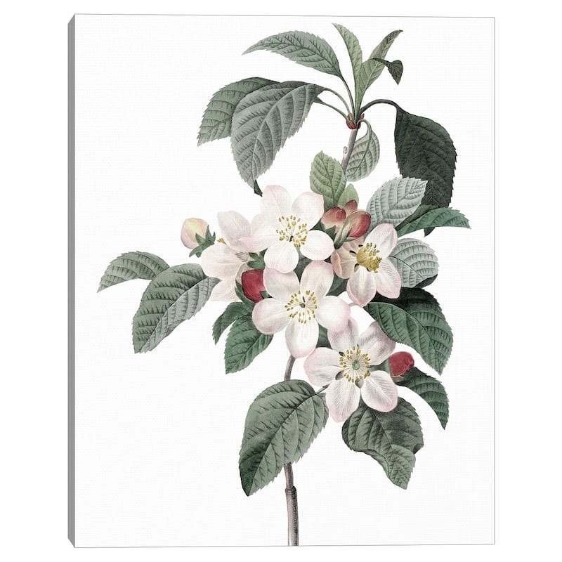 Apple Blossoms Crop Lite by Design Lab Canvas Art Print