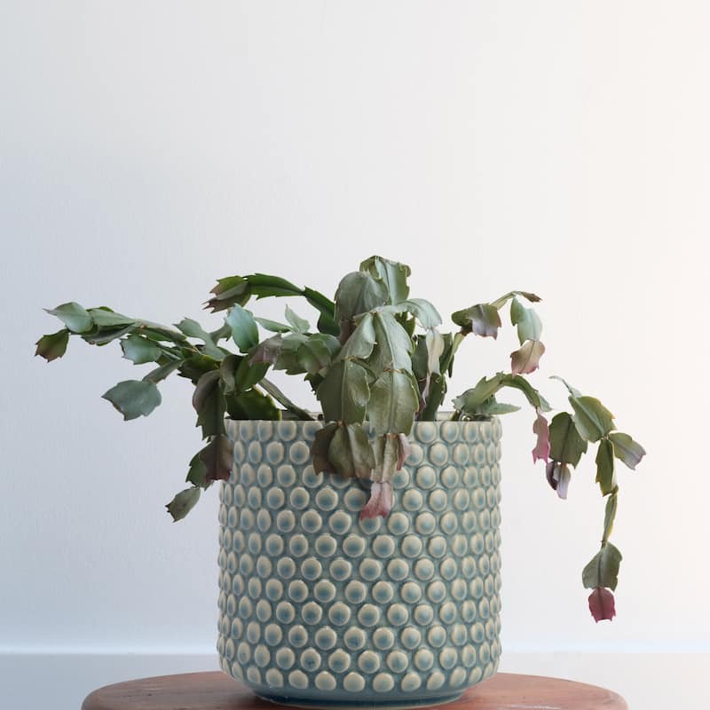 Stoneware Planter Pot with Polka Dots, Sky Blue