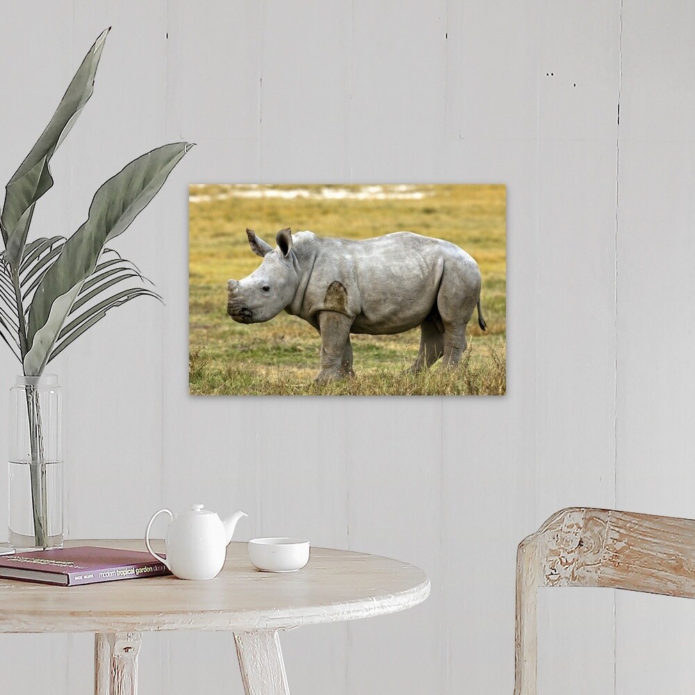 Shop Baby White Rhino At Lake Nakuru Reserve Canvas Wall Art