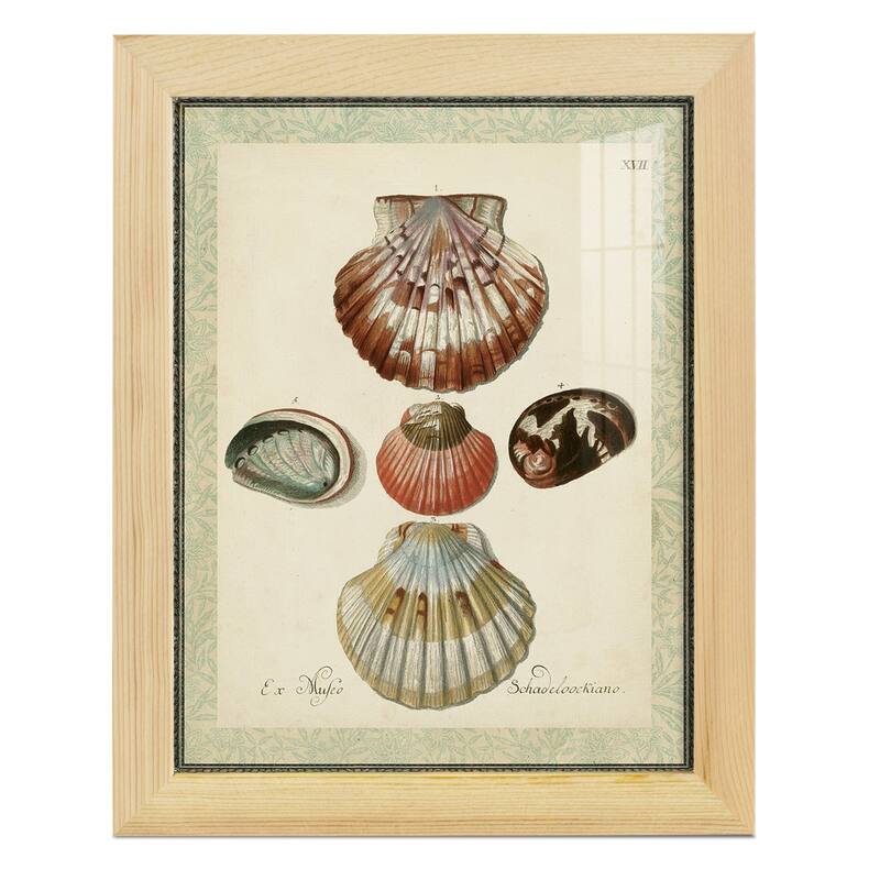 Bookplate Shells III -Framed Print w/glass-Cherry Red