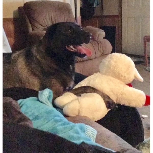 jumbo lamb chop dog toy