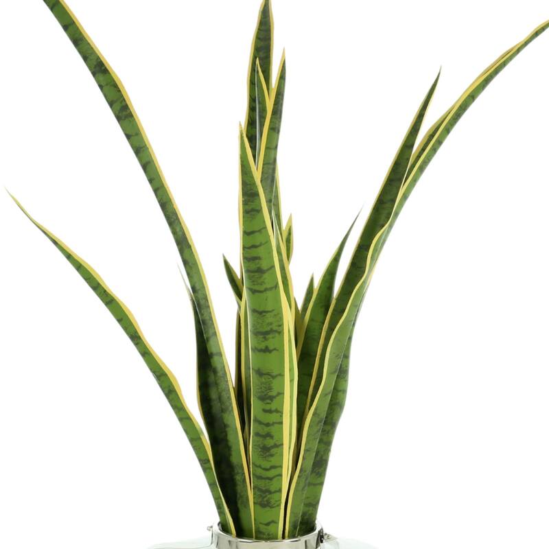 4 ft Snake Plant Arranged in a Glass Vase with Rocks - Green