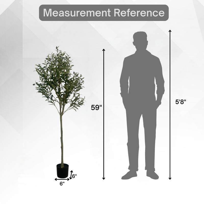 Olive Tree used in garden and outdoor, backyard
