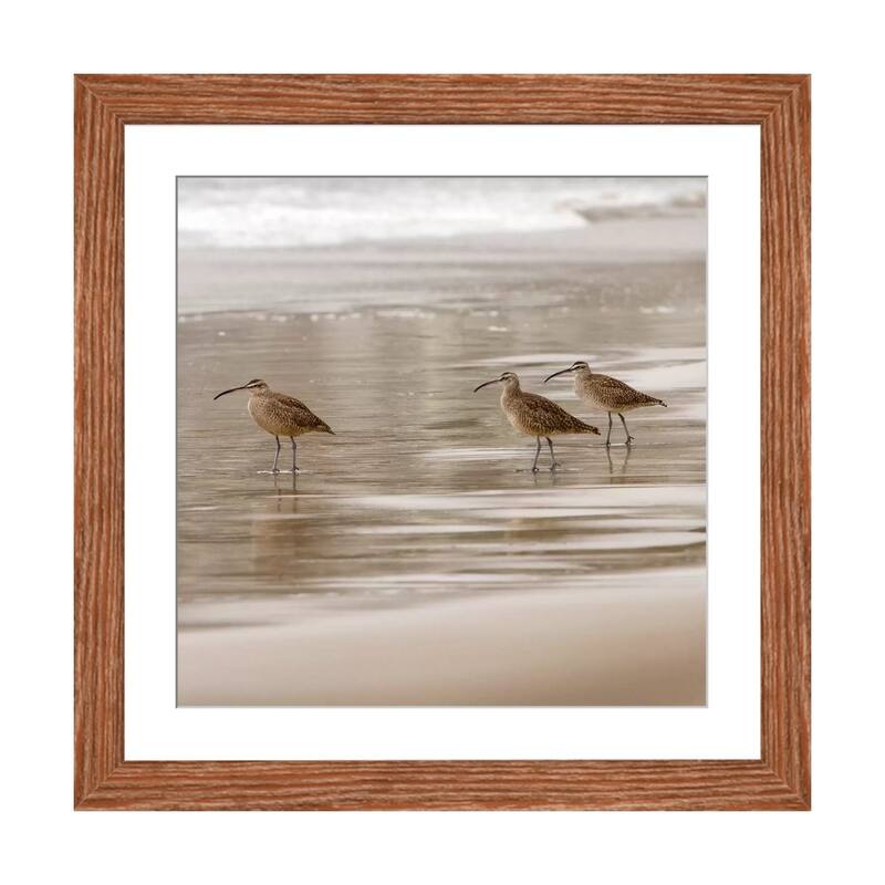 iCanvas "Shore Birds I" by Danita Delimont - Walnut - 24x24x1