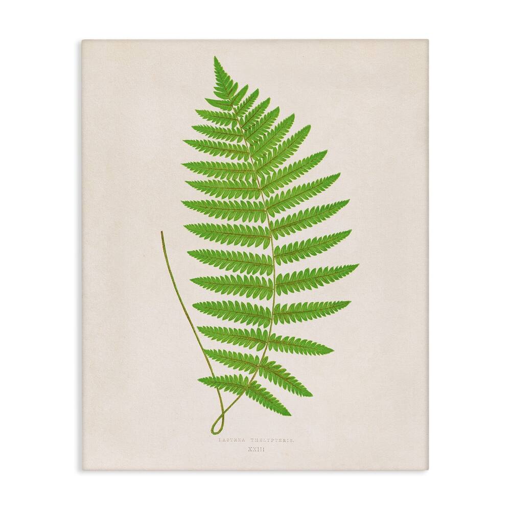 Stupell Single Fern Branch Canvas Wall Art Design By Phillipa Katz