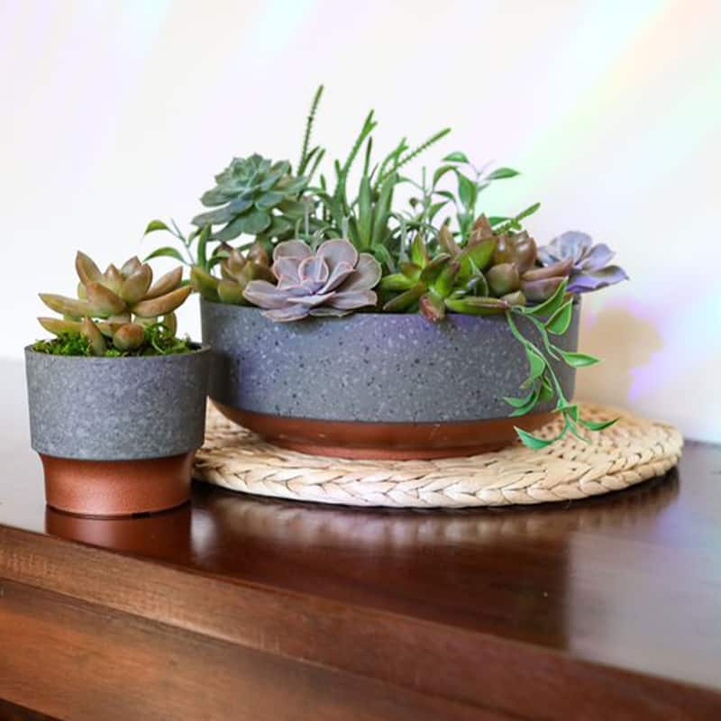 The HC Companies Capri Bowl Succulent Planter, Faux Concrete Copper (2 Pack) - 0.60