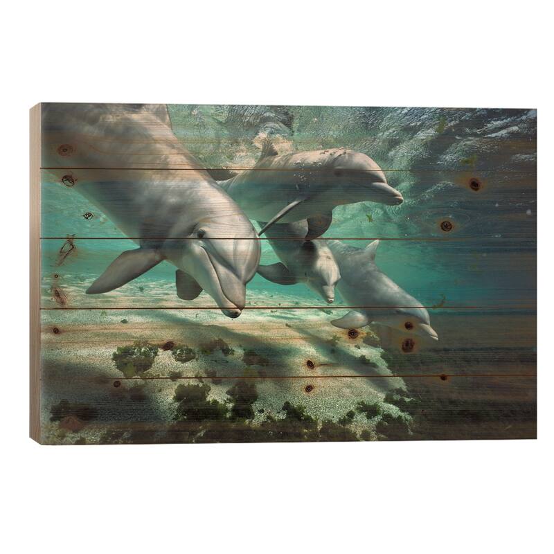 Bottlenose Dolphin Pod, Hawaii Print On Wood by Flip Nicklin - Multi-Color - 26x40x1.5