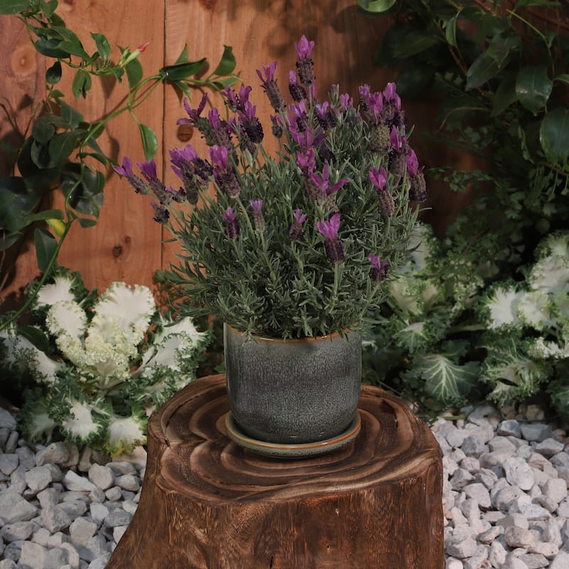 Sagebrook Home Ceramic Planter with Saucer
