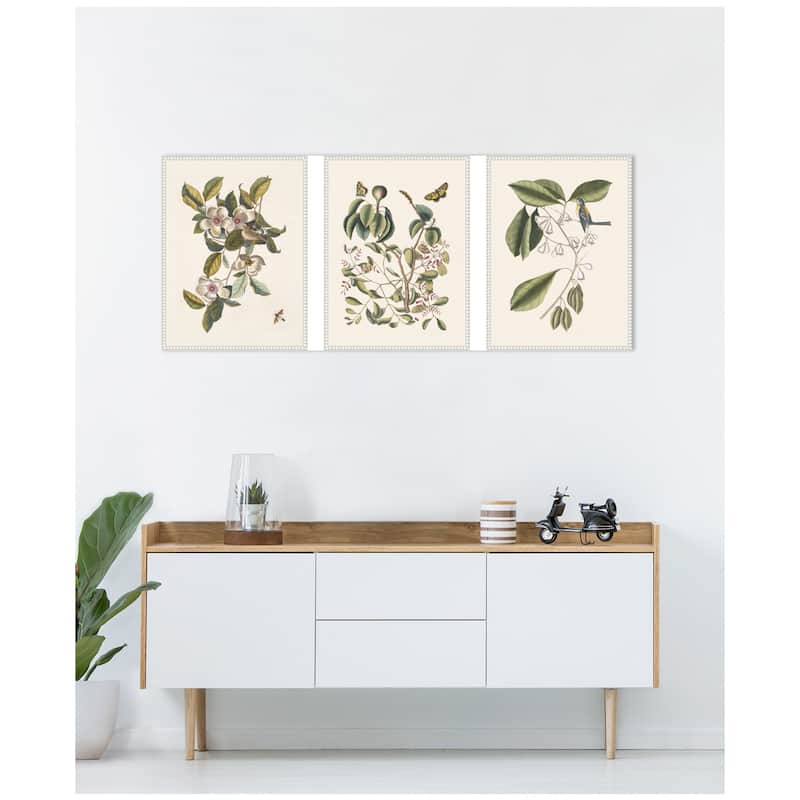 Kate and Laurel 1754 Mark Catesby Botanicals and Avian Studies 3 Piece Framed Canvas Wall Art Set by Nostalgia Prints