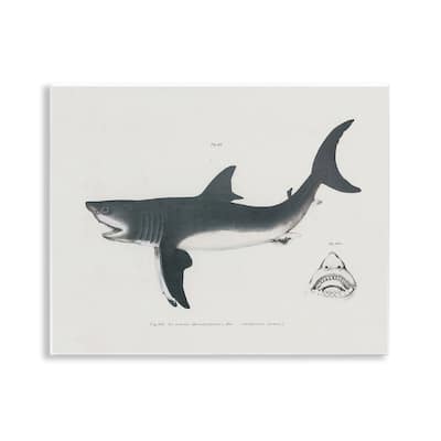 Stupell Detailed Shark Diagram Wall Plaque Art Design By Phillipa Katz
