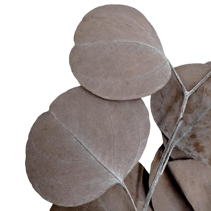 Bundle of 4 Preserved Eucalyptus Apple Leaves 24" long - 24 Inches