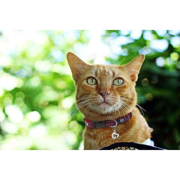 Shop Pets First Nfl Cat Collar Durable And Heavy Duty Nylon Web