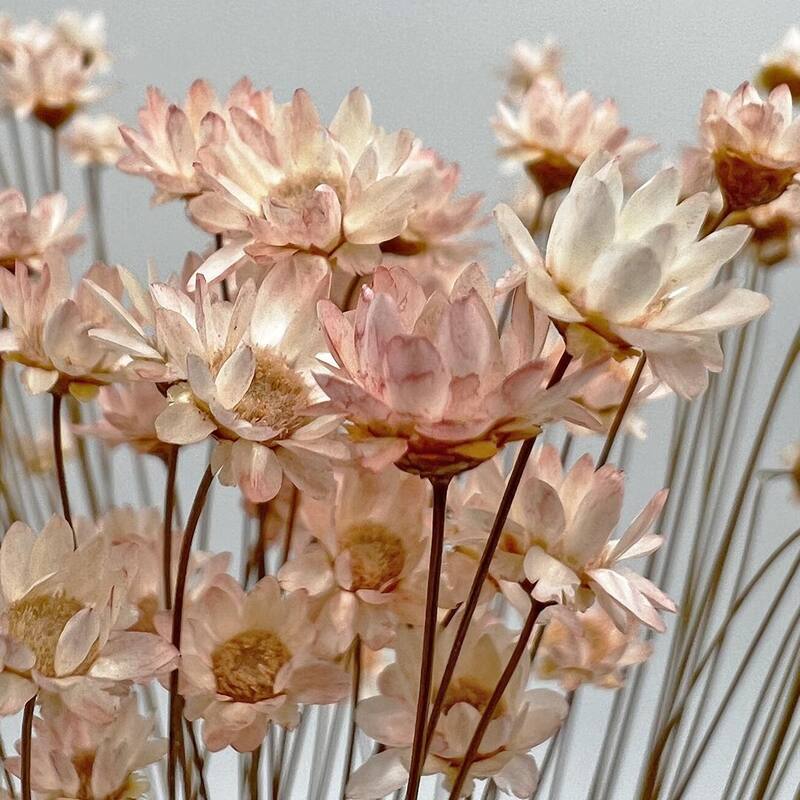 Bundle of 4 Preserved Little Star Flower,16-20" long - 16-22 inch
